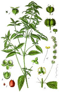 Mercurialis annua Sturm36