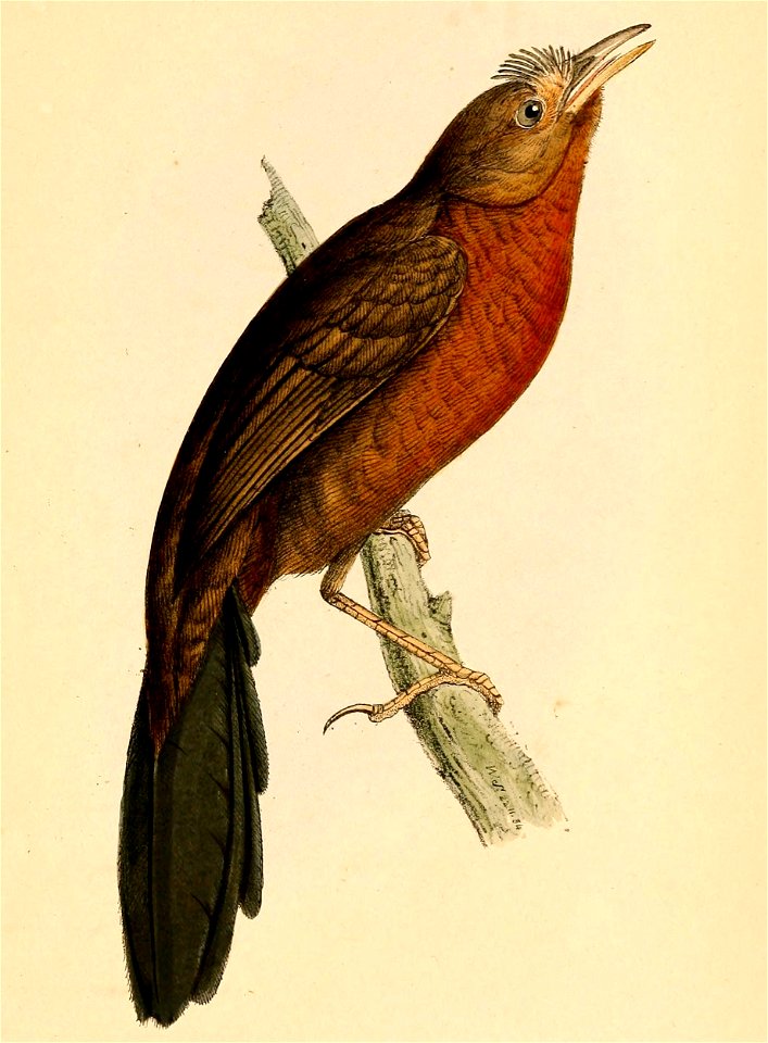 Merulaxis ater female 1841