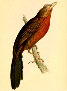 Merulaxis ater female 1841