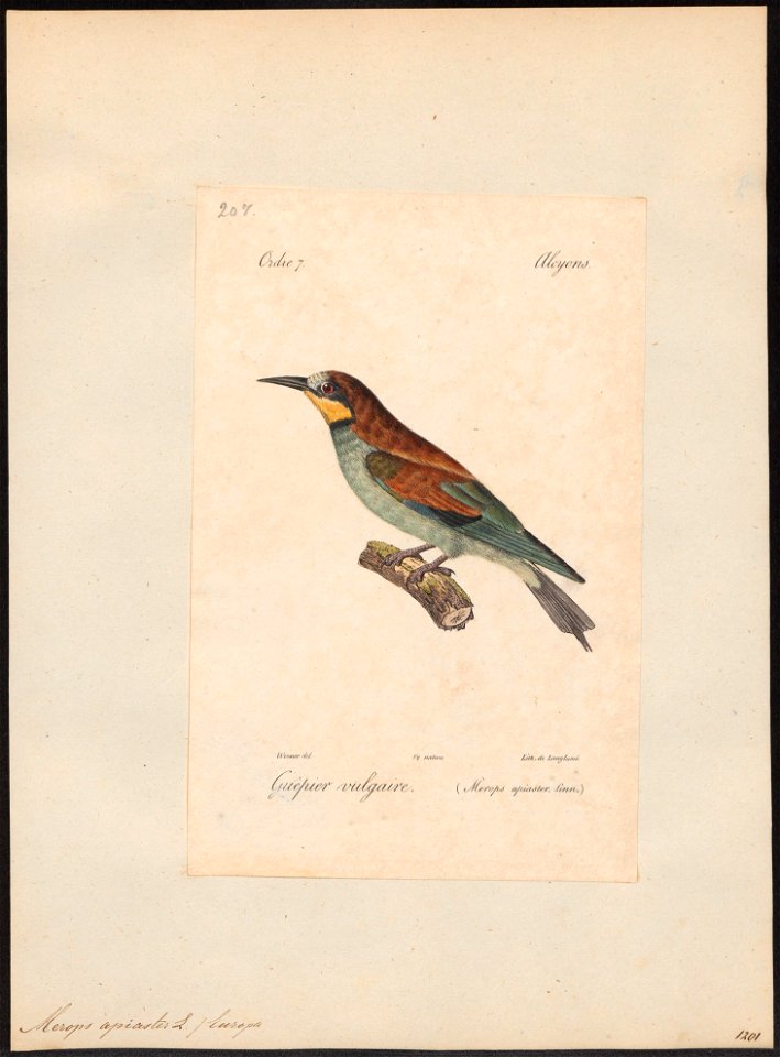 Merops apiaster - 1842-1848 - Print - Iconographia Zoologica - Special Collections University of Amsterdam - UBA01 IZ16800307