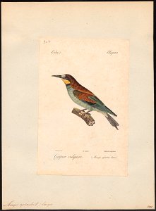Merops apiaster - 1842-1848 - Print - Iconographia Zoologica - Special Collections University of Amsterdam - UBA01 IZ16800307