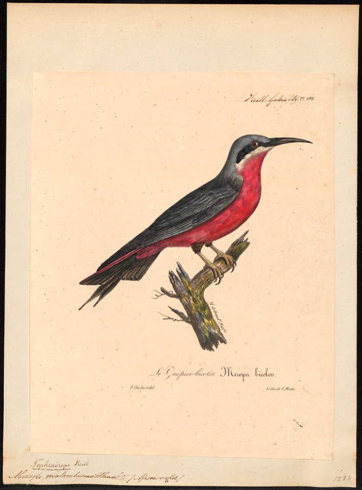 Merops malembicus - 1825-1834 - Print - Iconographia Zoologica - Special Collections University of Amsterdam - UBA01 IZ16800341