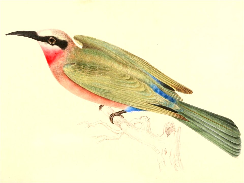 Merops bullockoides bullockoides 1838