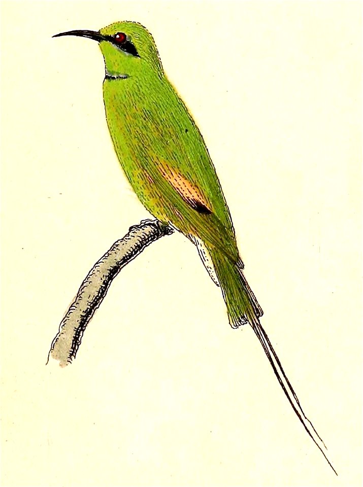 Merops viridissimus cleopatra 1832