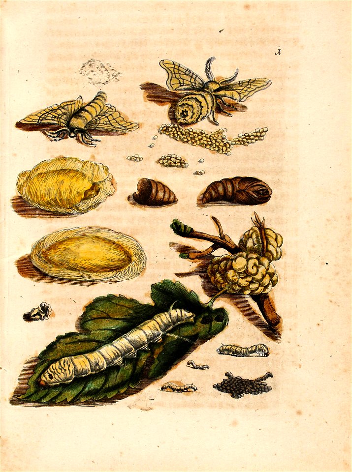 Merian - Der Raupen wunderbare Verwandelung und sonderbare Blumennahrung - Abb 1