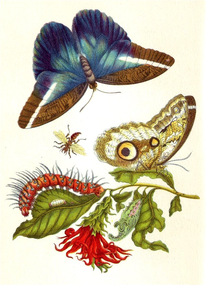 Merian Metamorphosis LX