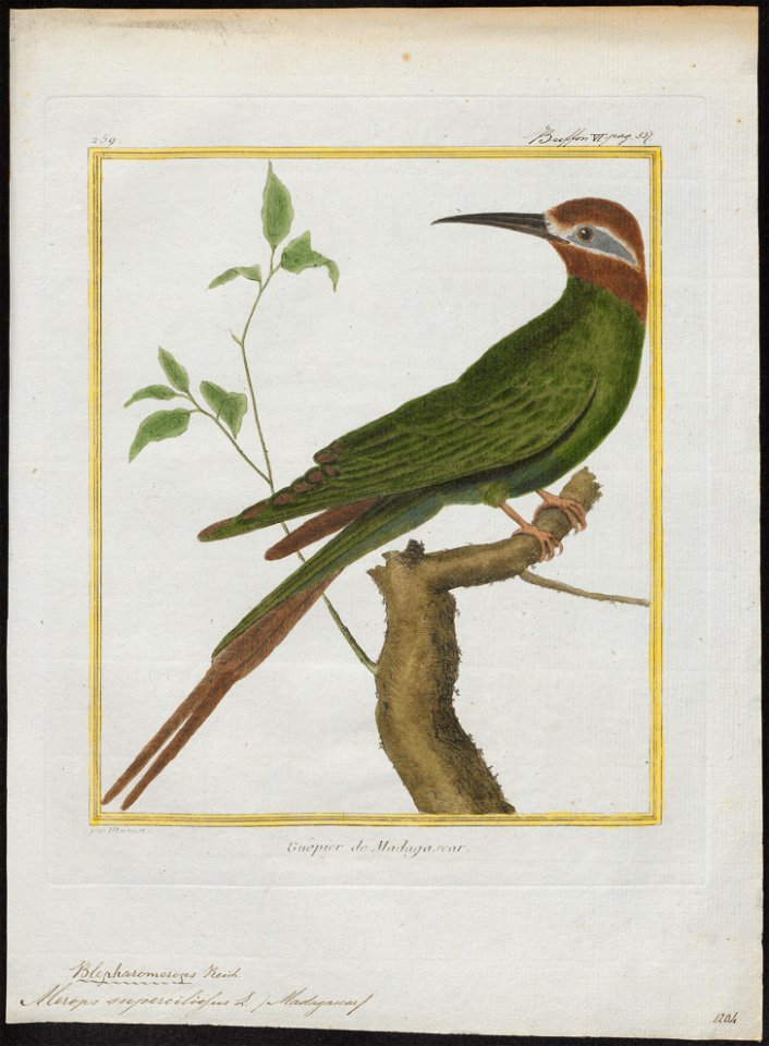 Merops superciliosus - 1700-1880 - Print - Iconographia Zoologica - Special Collections University of Amsterdam - UBA01 IZ16800317