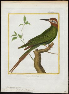 Merops superciliosus - 1700-1880 - Print - Iconographia Zoologica - Special Collections University of Amsterdam - UBA01 IZ16800317