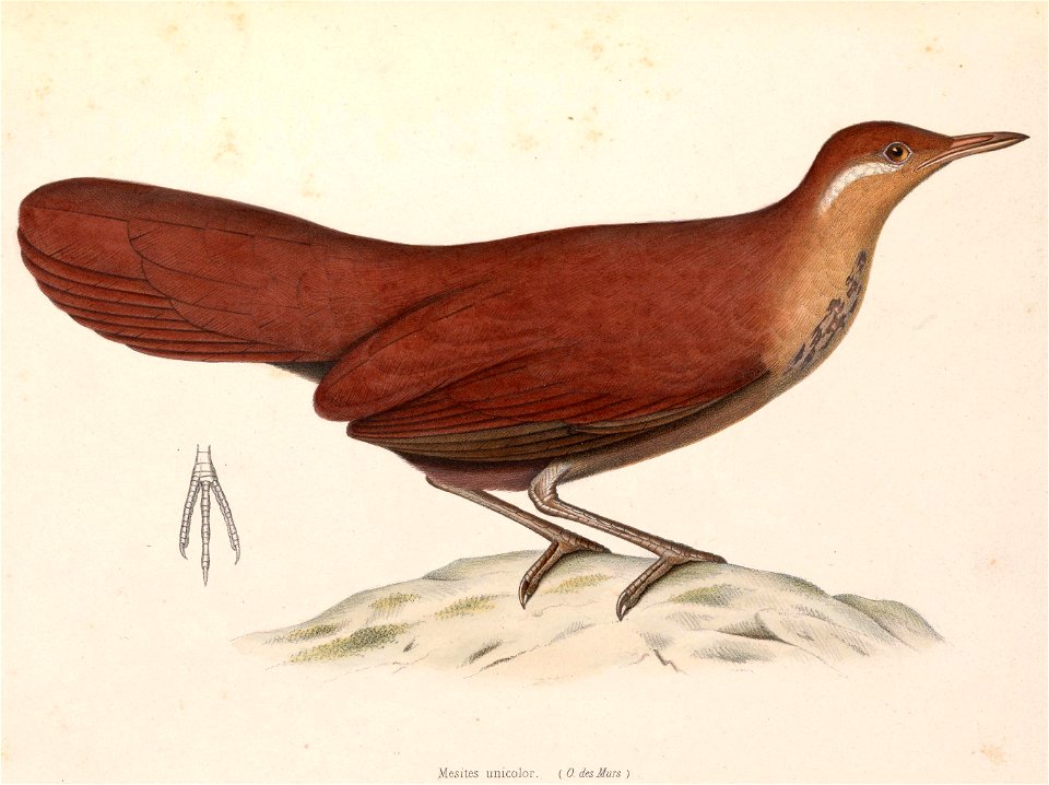 Mesitornis unicolor 1849