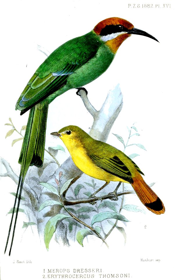 MeropsErythrocercusSmit