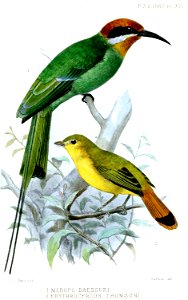 MeropsErythrocercusSmit