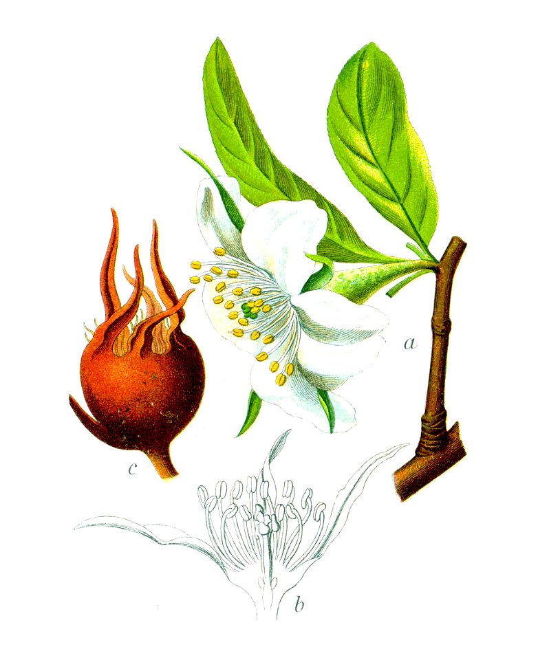 Mespilus germanica Sturm3