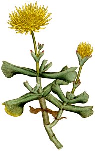 Mesembryanthemum dolabriforme 1787