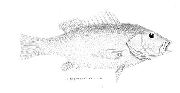 MesoprionSillaooDay