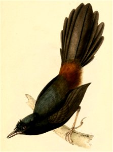 Merulaxis ater male 1841