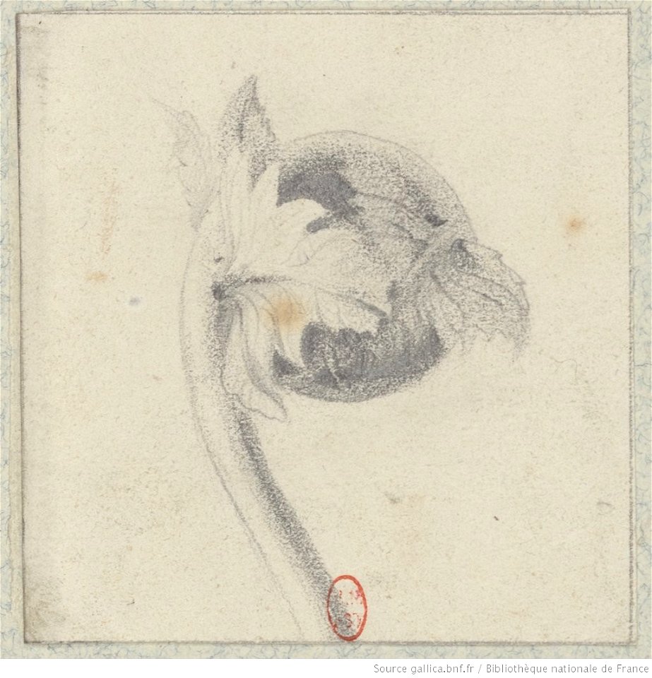 Meryon - Cinq études de plantes, btv1b55002161p, vue 3