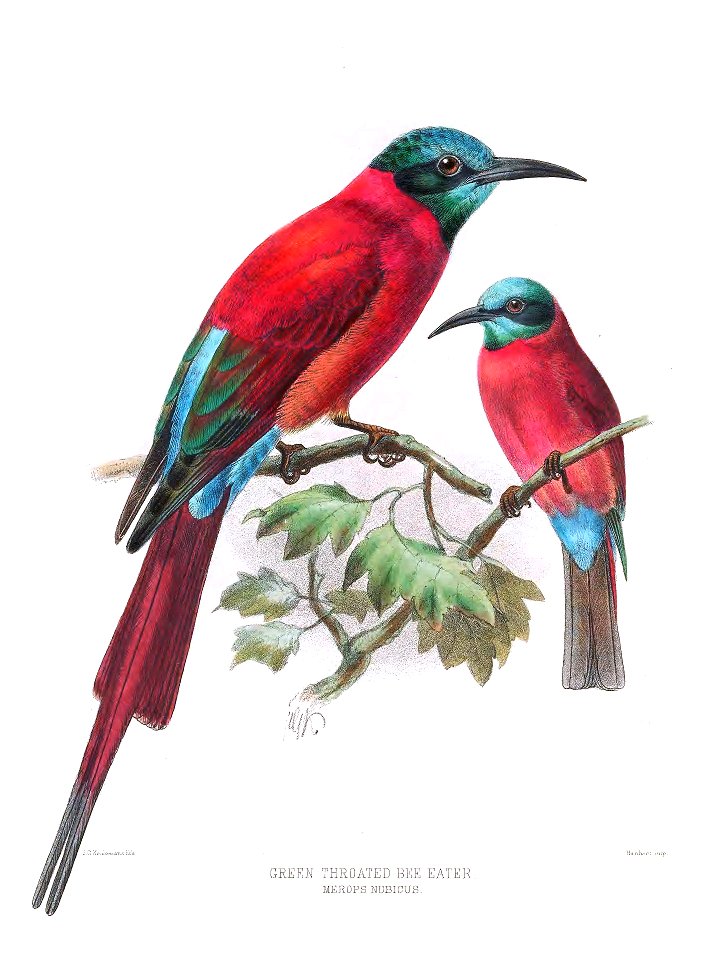 Merops Nubicus Keulemans Free Stock Illustrations Creazilla