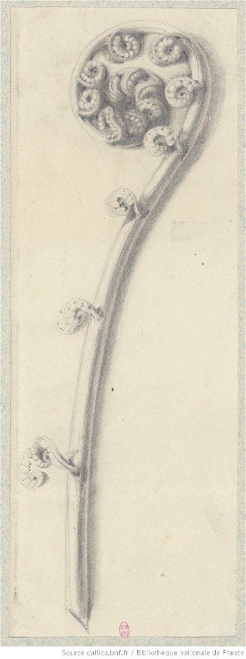 Meryon - Cinq études de plantes, btv1b55002161p, vue 1