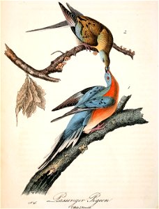 Mershon's The Passenger Pigeon (Audubon plate, crop). Free illustration for personal and commercial use.