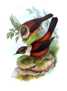 MerulaCastaneaGould