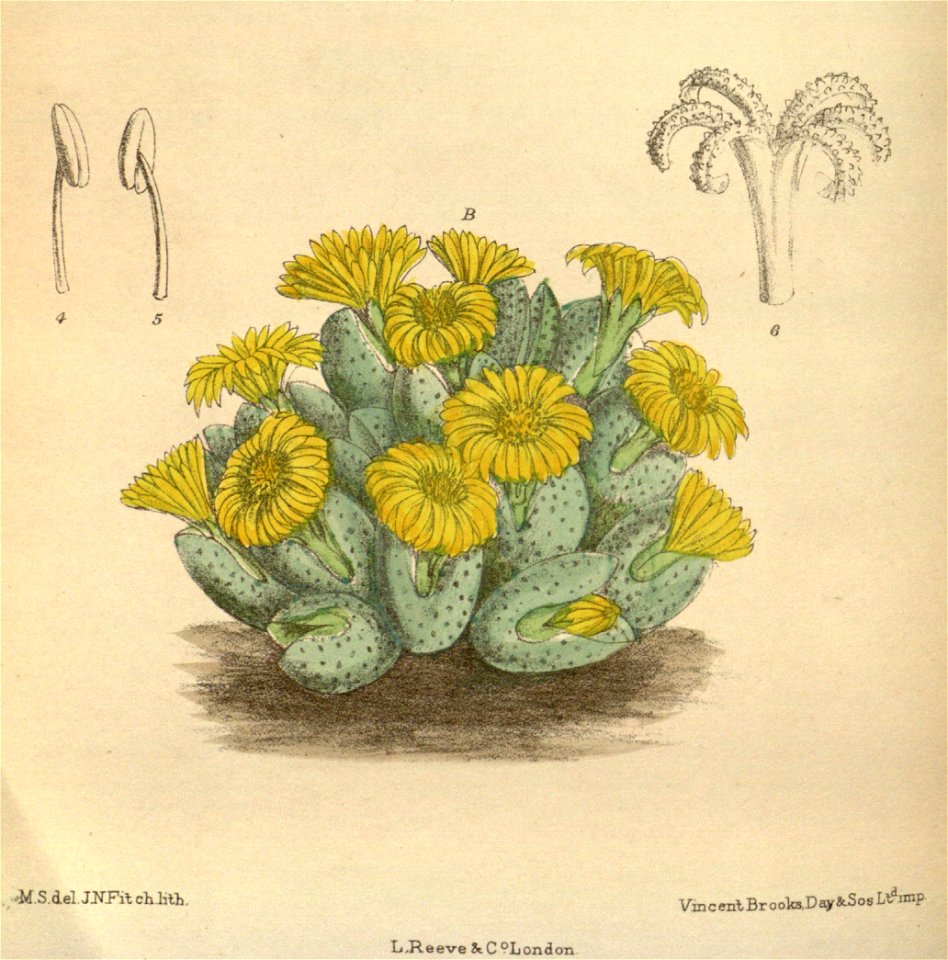 Mesembryanthemum elishae 144-8776B