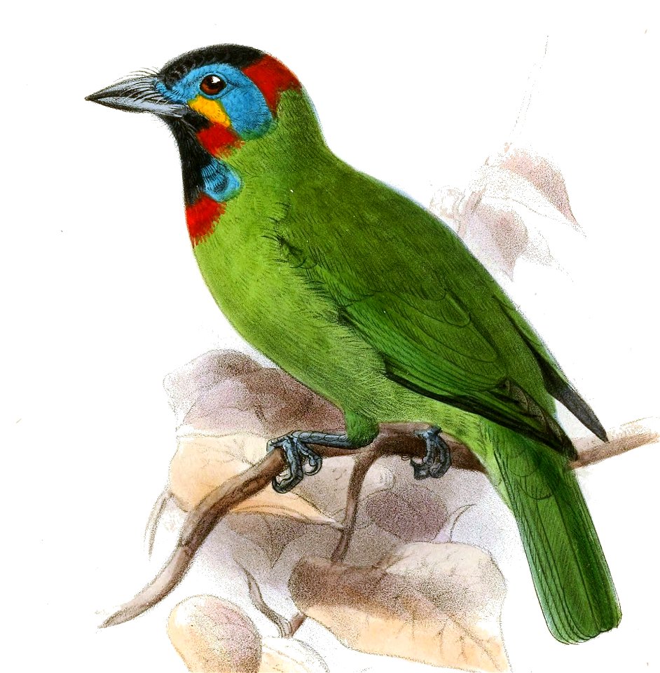 MesobuccoEximiusKeulemans (cropped)