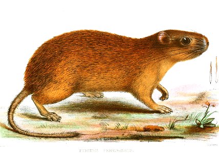 Mesomys hispidus