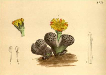 Mesembryanthemum fulviceps 144-8776A