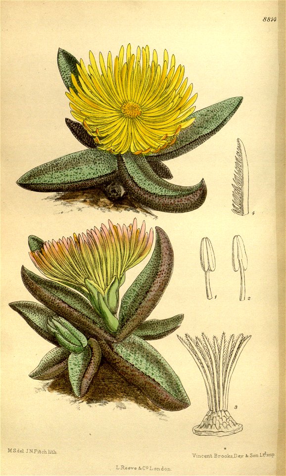 Mesembryanthemum nobile 145-8814