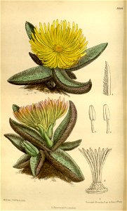 Mesembryanthemum nobile 145-8814