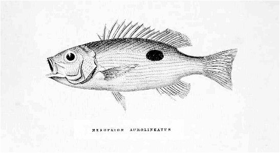 MesoprionAurolineatusDay