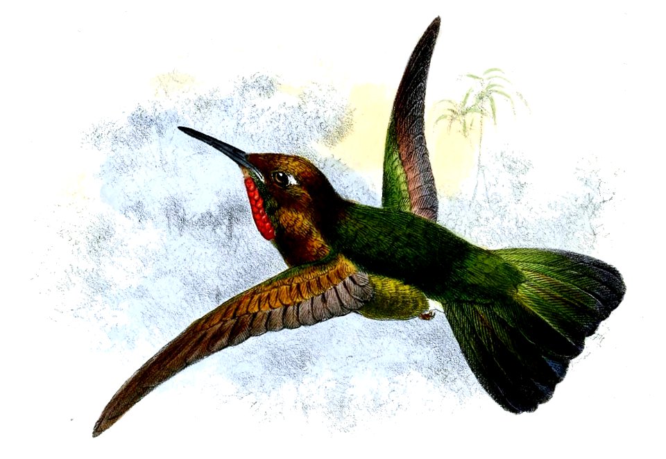 Metallura eupogon Smit