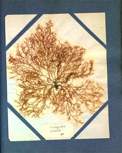 Mesogloia coccinea