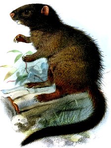 Mesocapromys melanurus