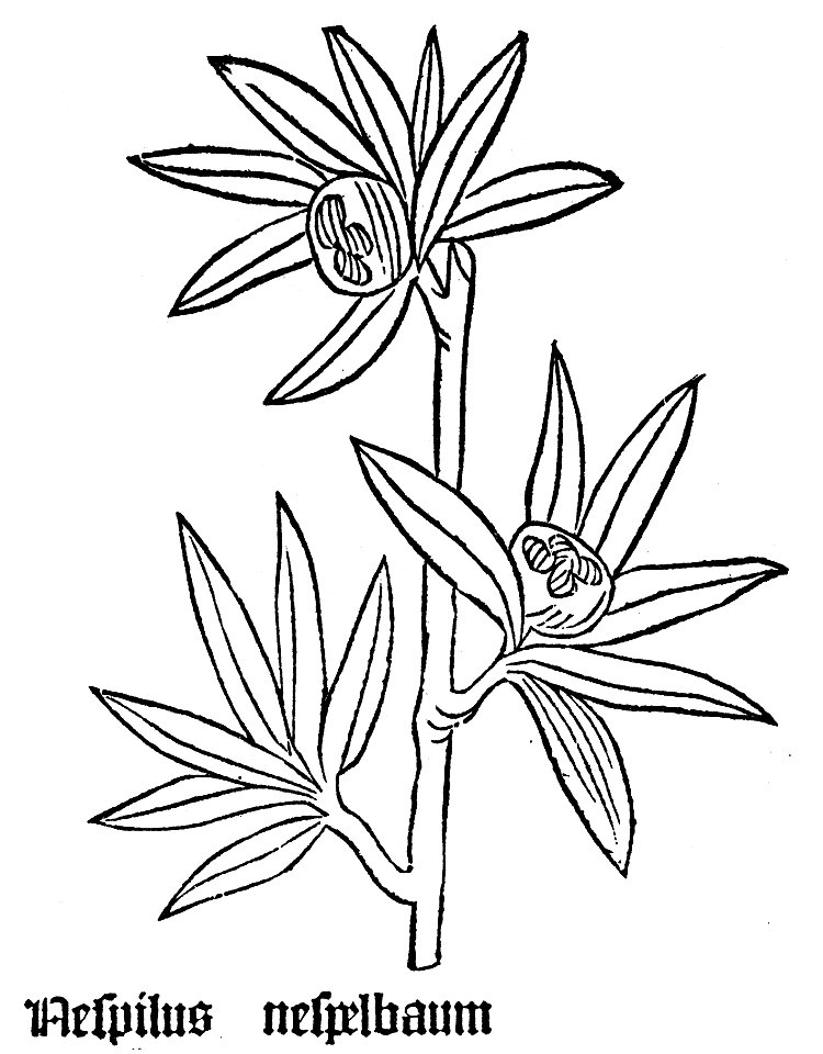 Mespilus Gart
