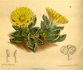 Mesembryanthemum tuberculosum 142-8674B