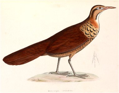 Mesitornis variegatus 1849
