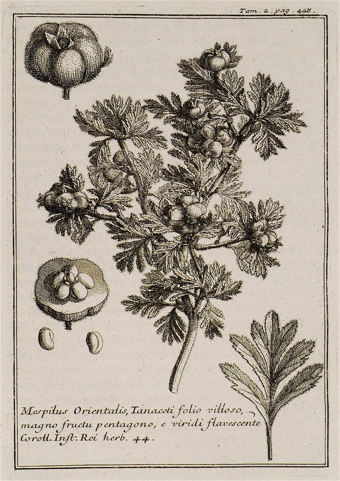 Mespilus Orientalis, Tanaceti folio villoso, magno fructu pentagono, e viridi flavorescente Coroll Inst Rei herb 44 - Tournefort Joseph Pitton De - 1717