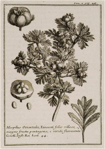 Mespilus Orientalis, Tanaceti folio villoso, magno fructu pentagono, e viridi flavorescente Coroll Inst Rei herb 44 - Tournefort Joseph Pitton De - 1717