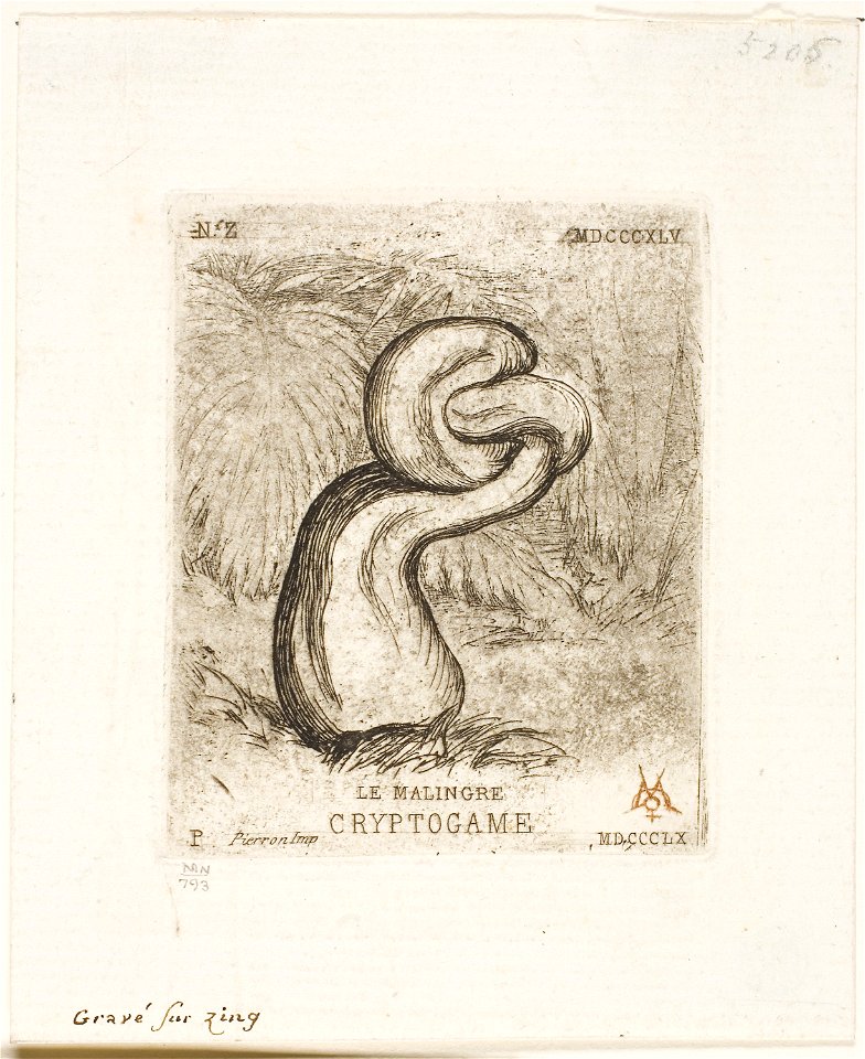 Meryon - The Sickly Cryptogam, 1909.216