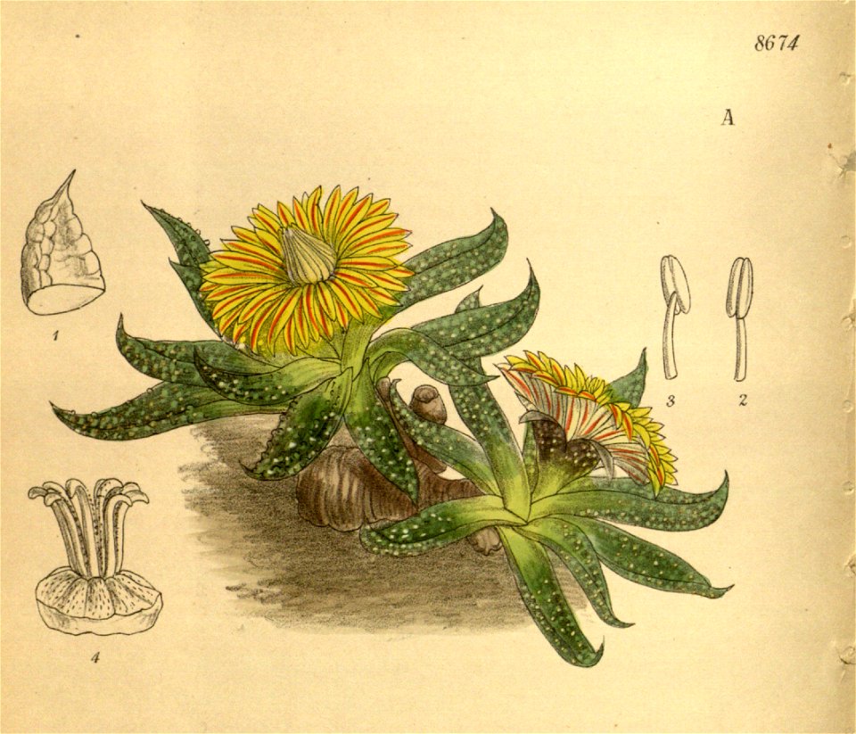 Mesembryanthemum transvaalense 142-8674A