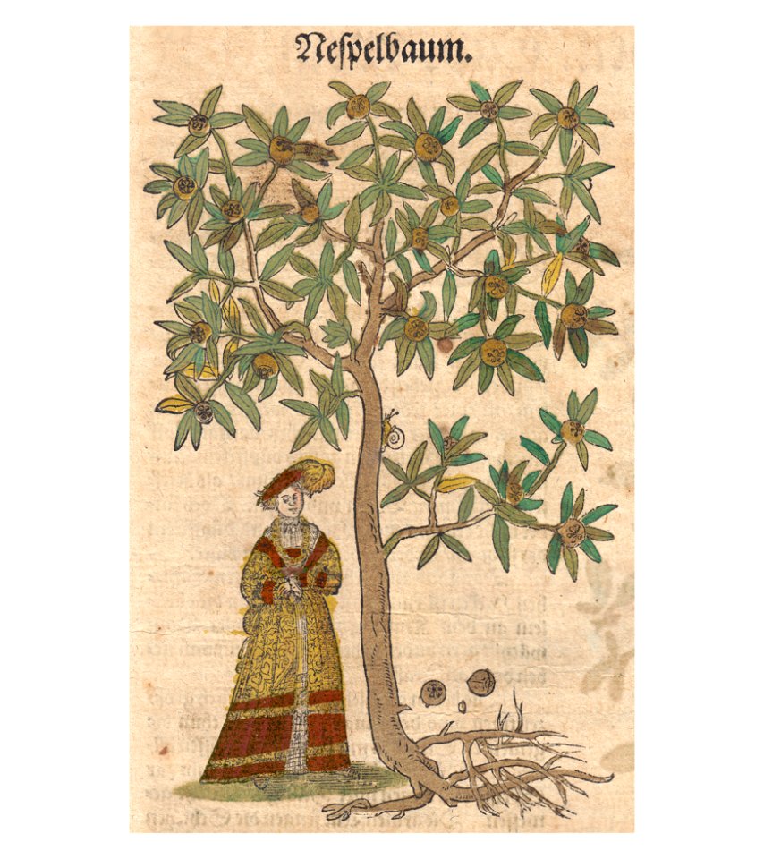 Mespilus Bock