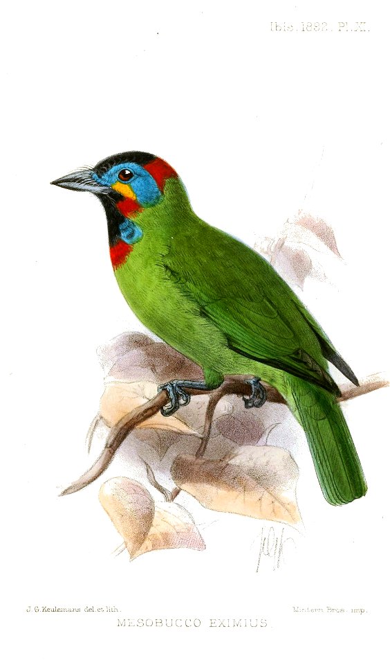 MesobuccoEximiusKeulemans