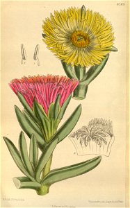 Mesembryanthemum edule 144-8783