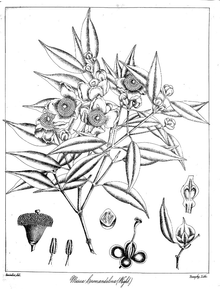Mesua ferrea var. coromandeliana Govindoo