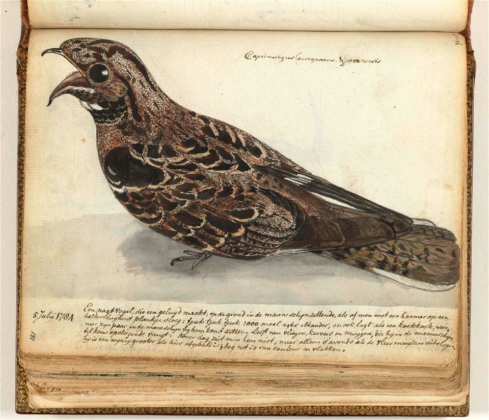 Nachtvogel