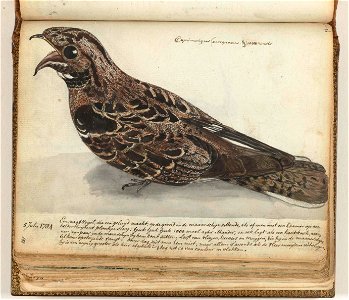 Nachtvogel