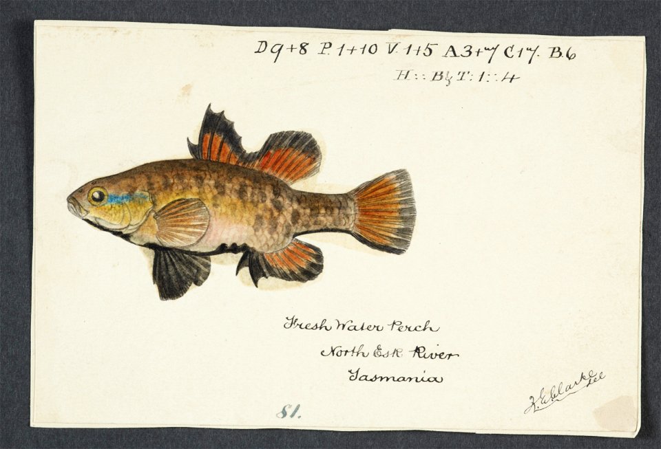 Nannoperca australis by Frank Edward Clarke