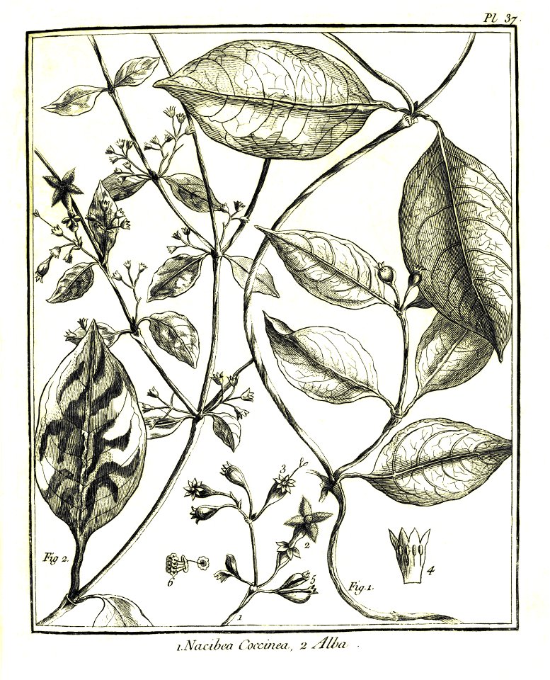 Nacibea coccinea - alba Aublet 1775 pl 37