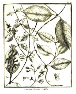 Nacibea coccinea - alba Aublet 1775 pl 37